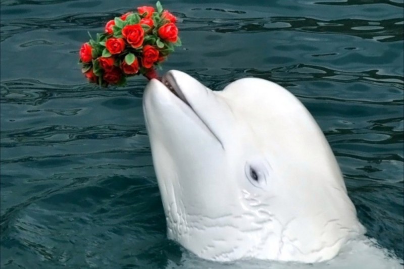 Create meme: beluga whale, Dolphin white whale, white whale beluga whale