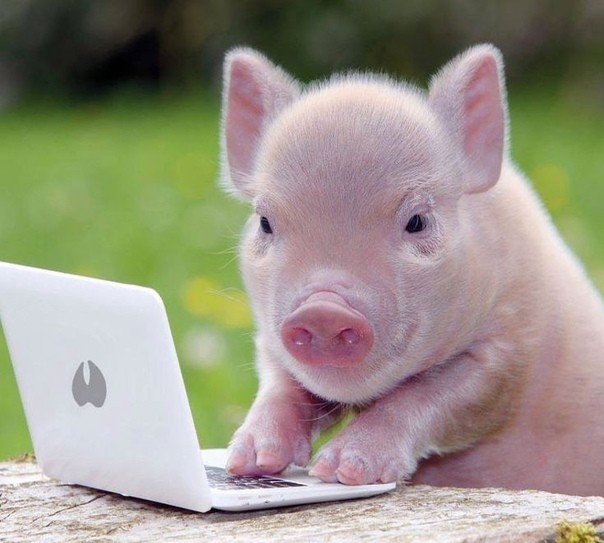 Create meme: piggy mini pig, mini pig, mini piggies