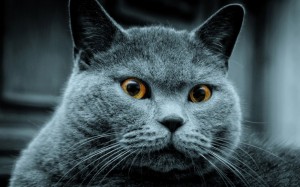 Create meme: serious cat, British blue cat, grey cat
