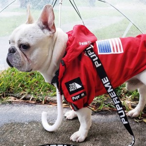 Create meme: clothing for French bulldog, French bulldog