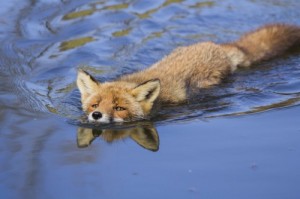 Создать мем: лисенок в воде, фото лисы у воды, плавающий лис