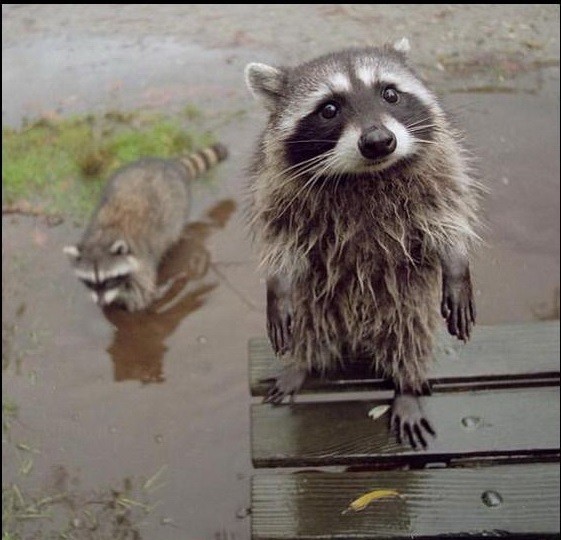 Create meme: raccoon , raccoon gargle , raccoon 