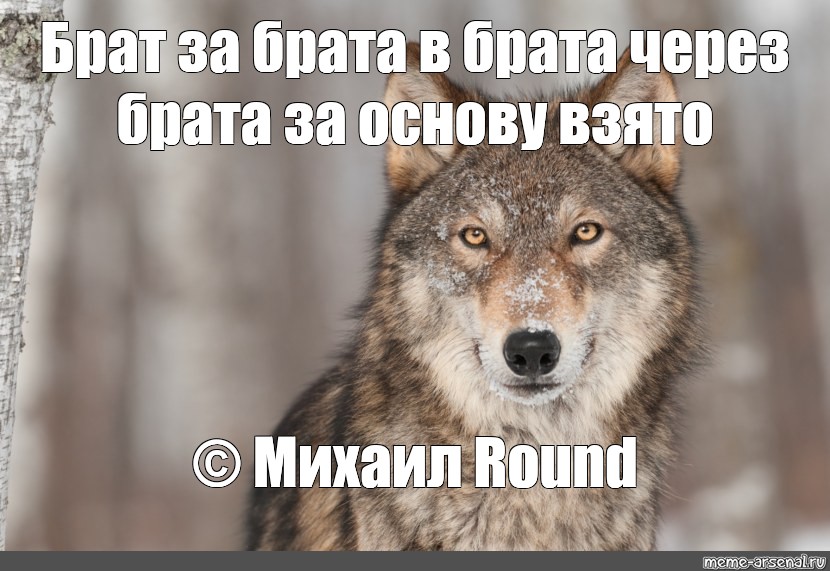 Брат волк. Волк брат Мем. Волк волку брат. Брат за брата Мем волки. Брат за брата за основу взято волк.