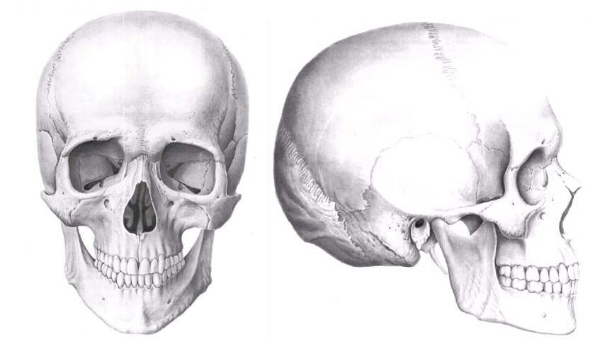 Череп спереди рисунок