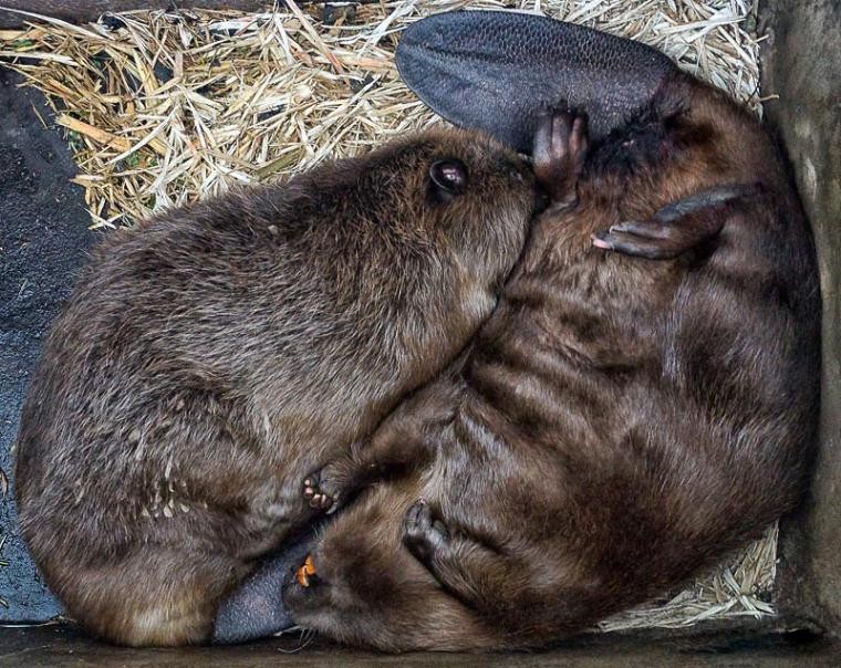 Create meme: beaver , beavers are mating, beaver and cubs