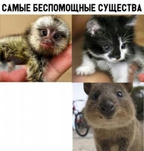 Create meme: funny memasuki, finger monkey, pygmy