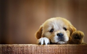 Create meme: dog, dog wallpaper, cute dog