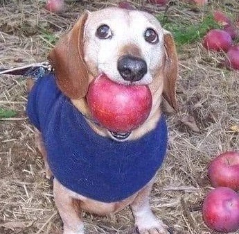 Create meme: A dog with apples in his mouth, apple dog, A dog with an apple on its head