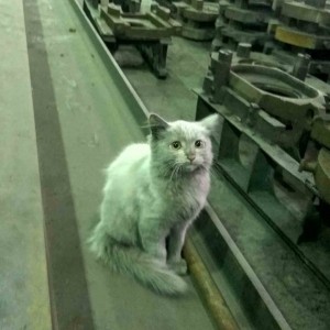 Create meme: the cat in the shop, cat, cats
