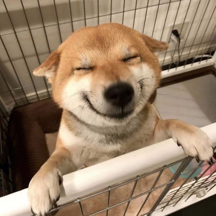 Create meme: dog Ulybka , smiling dog , smiling dog meme