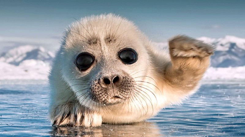 Create meme: belek is a baby seal, Baikal seal , baikal seal cub