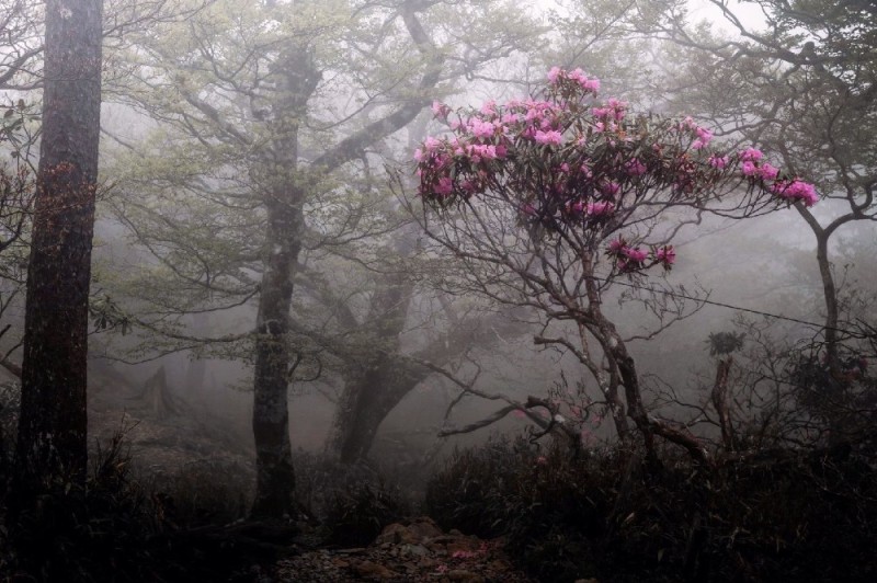 Create meme: A blooming garden in the fog, wild nature, rhododendron flowering