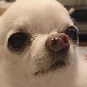 Create meme: Chihuahua, Chihuahua dog, a dog with a bubble from his nose meme Chihuahua