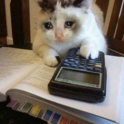 Create meme: a cat with a calculator, a cat with a calculator, cat 