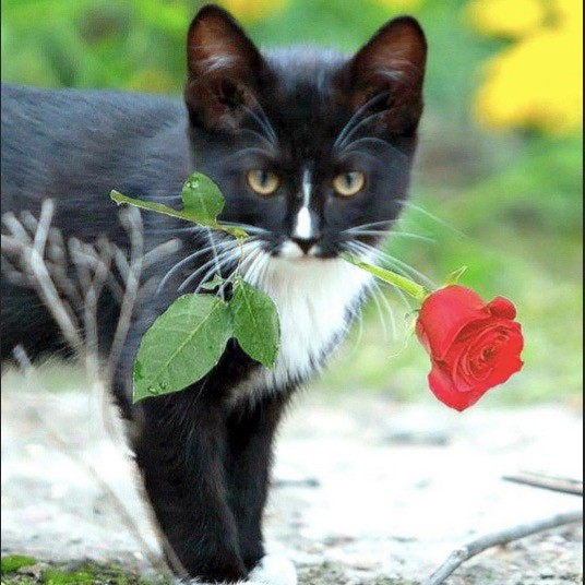 Create meme: cat with flowers , a cat with a flower in its teeth, black cat
