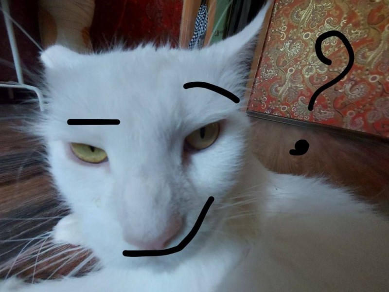 Create meme: seals , the cat's muzzle, cat 