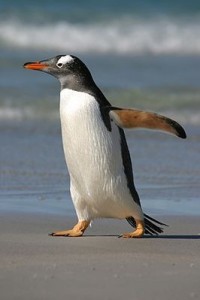 Create meme: penguin bird, penguin, a gentoo penguin