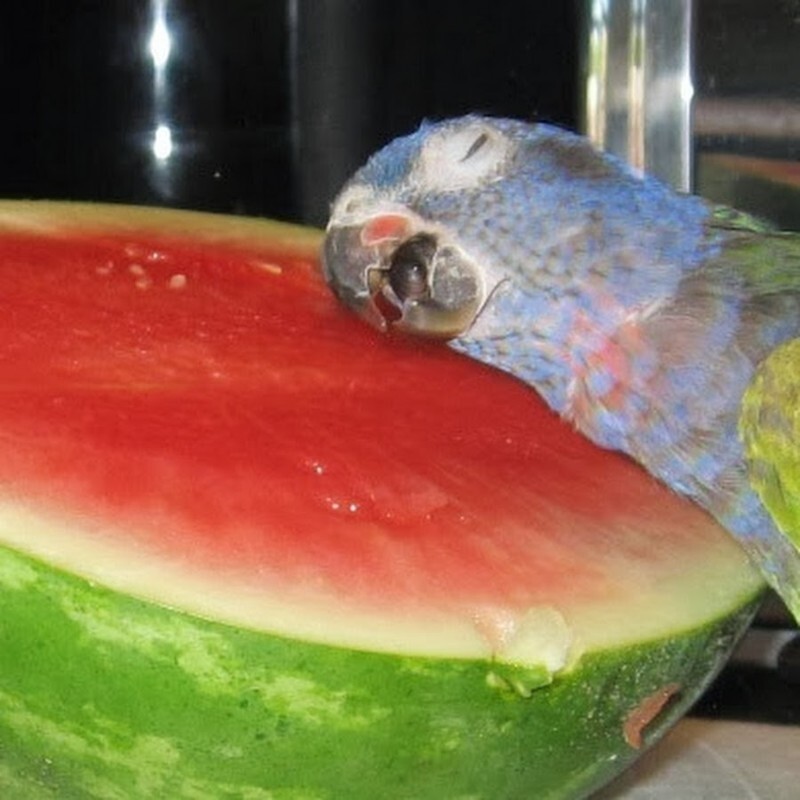 Create meme: parrot with watermelon, parrot watermelon meme, macaw parrots