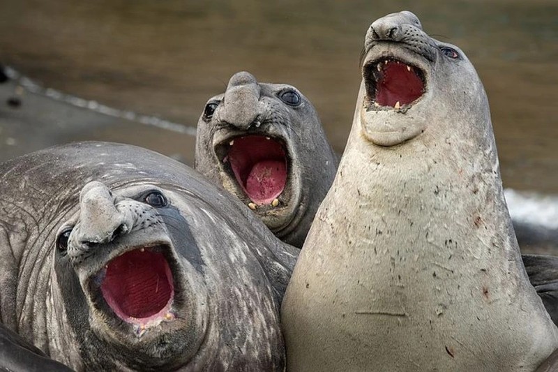 Создать мем: ржачные приколы, морской слон ждун, тюлень смеется