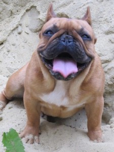 Create meme: bullmastiff, French bulldog, bulldog