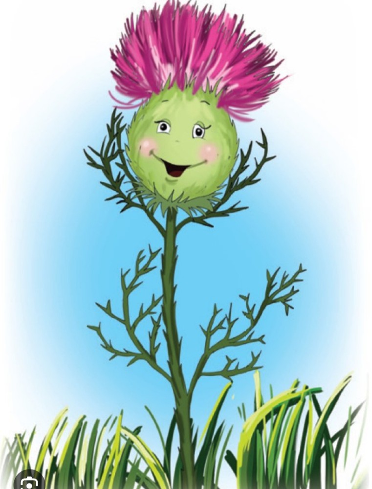 Create Meme Thistle Drawing Thistle Thistle Flower Pictures