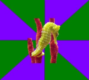Create meme: seahorse, Non-Binary Seahorse