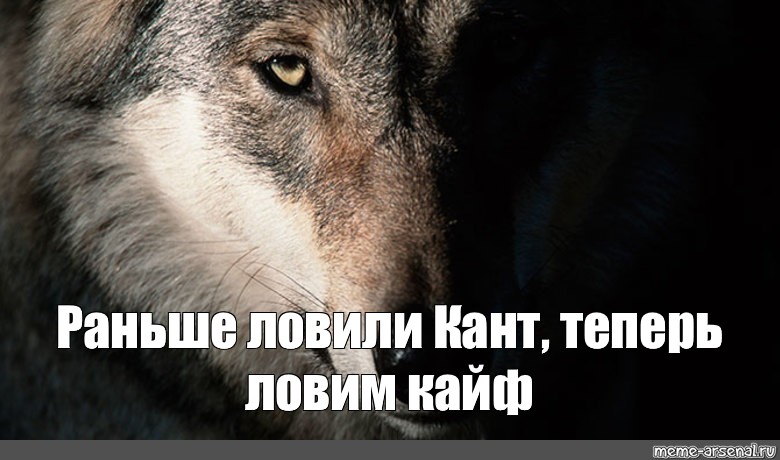 Волк обиделась. Мемы с волками. Волк брат Мем. Мемы с волками и Цитатами. Тибетский волк Мем.