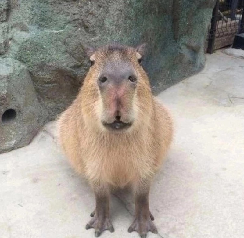 Create meme: capybara, animal capybara, funny capybara