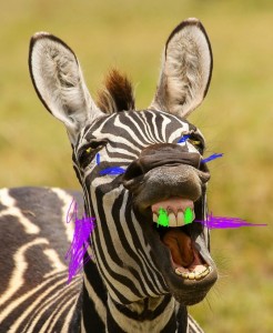 Zebra Sozdat Mem Meme Arsenal Com