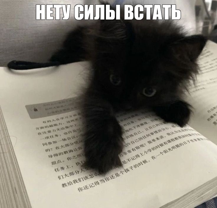 Create meme: cute black cats, The black cat, Black cat