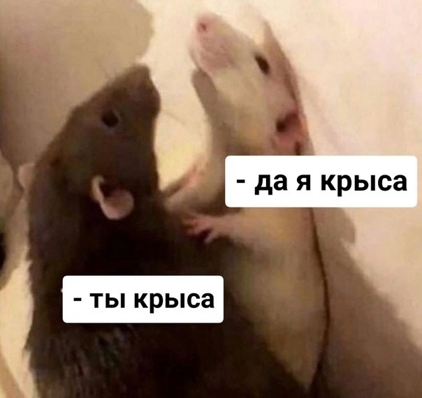 Create meme: you're a rat I'm a rat, A rat yes I am a rat, Yes, I'm a rat