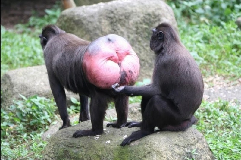 Create meme: a macaque with a red ass, monkey with red ass, red ass monkeys