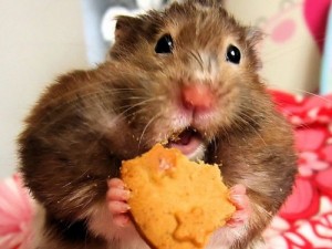 Create meme: Hamster, eat, the cookie