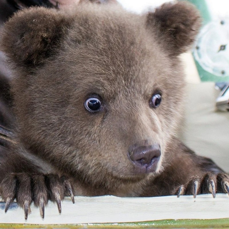 Create meme: cubs, The surprised bear, brown bear cub