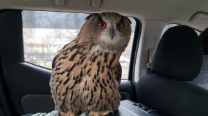 Create meme: owl