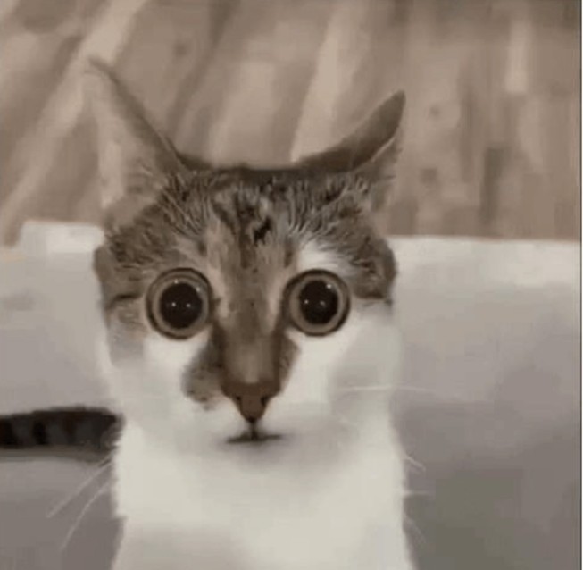 Create meme: surprised cats, silly cat , cat 