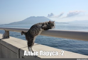 Create meme: I want the sea, cat