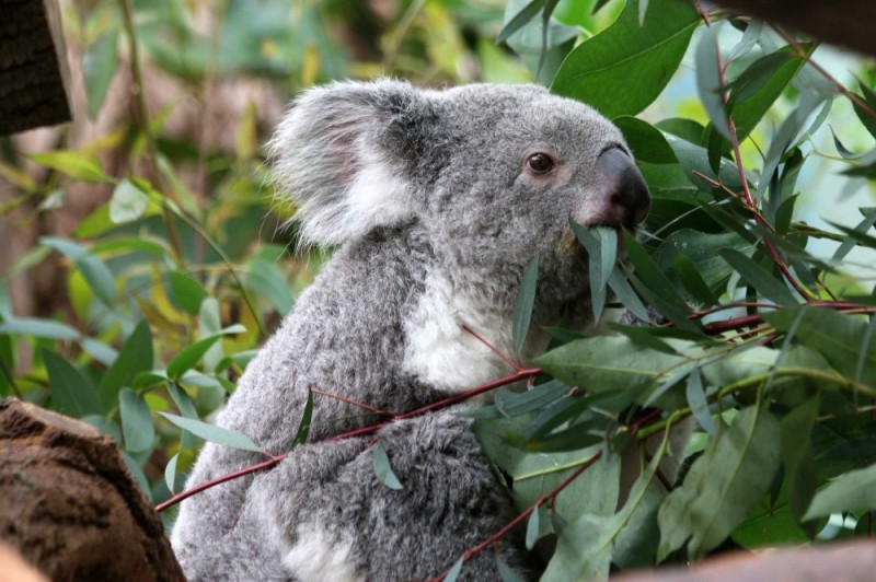 Create meme: eucalyptus koala, Koala , Koala animal