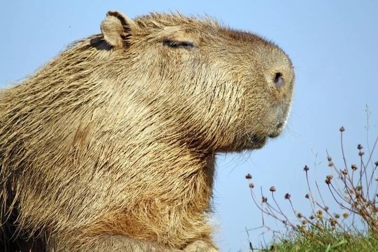 Create meme: the capybara , adult capybara, capybara mammals
