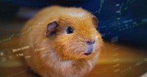 Create meme: homemade Guinea pig