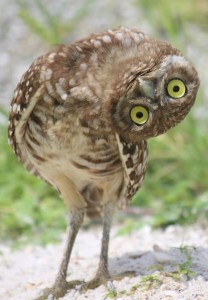 Create meme: owl, burrowing owl