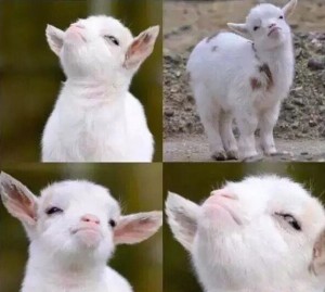 Create meme: the proud goat meme, funny animal, animals funny