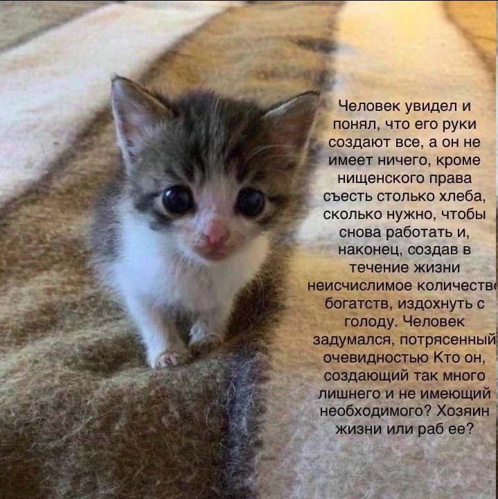 Создать мем: кошка котенок, кошка дворняжка, очаровательные котята