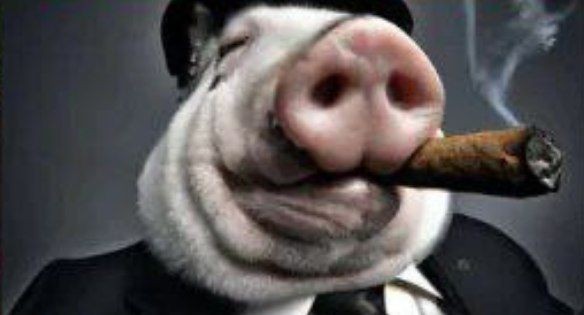 Create meme: the pig's face, pig with a cigar, steam client