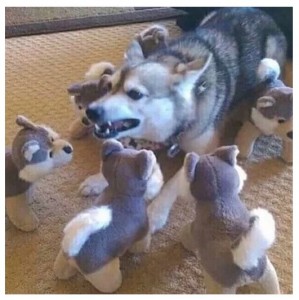 Create meme: photo of a cute puppy husky, Czechoslovakian wolf puppies, husky puppies