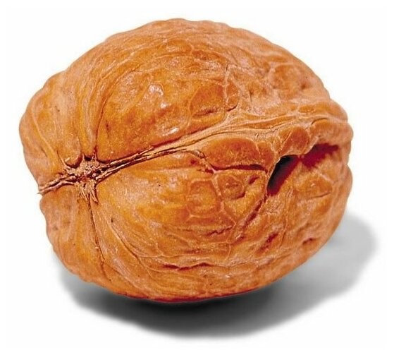 Create meme: walnut, nut, walnuts on a white background