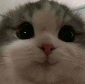 Create meme: blue-eyed cat, cat, seals