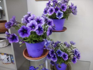 Create meme: Petunia moonlight, ampelnoe Petunia ramblin sugar plum, Petunia ray purple vein photos