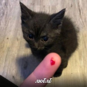 Create meme: cat, black kitten