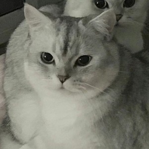 Создать мем: кошка и котенок мем, милые котики, шотландская серебристая шиншилла